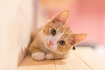 猫は自分の賢さを自覚している?