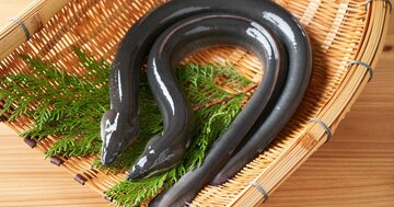 長年の謎だった「ニホンウナギの産卵地点」ついに発見されたその場所とは?〈再配信〉