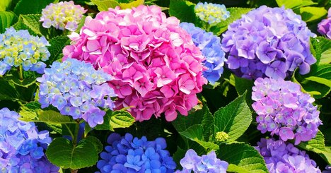【神様は見ている】梅雨の紫陽花が、まさか“あんなこと”に効くなんて