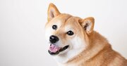 「DOGEコイン」急騰とイーロン・マスクの“匂わせ”…真の狙いを探る