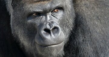 動物園のゴリラ舎に3歳男児が落下→一頭のゴリラが取った「まさかの行動」に感動が止まらない