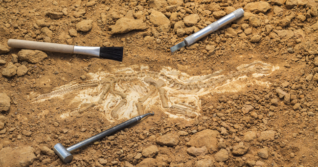 日本初の恐竜の全身骨格化石が10年かけて掘り出されるまで