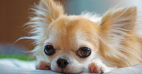 もしかしてうちの子も…特殊能力を持つ「GWL犬」ってどんな犬？