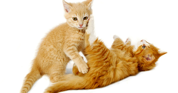猫はケンカが好きじゃない?全仏ベストセラーの猫本が教える、幸せに生きるヒント