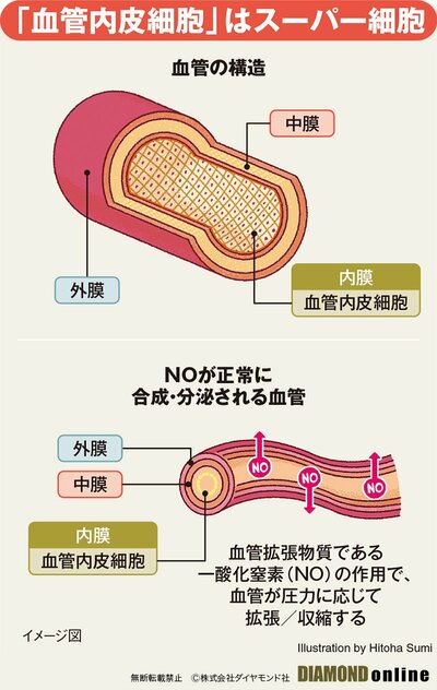 図_血管の構造