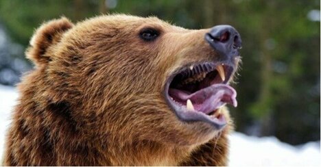 クマが逃げ出す「意外な最強アイテム」とは？撃退スプレーは“事前にすべきこと”がある【猟師歴50年のベテラン直伝】〈注目記事〉