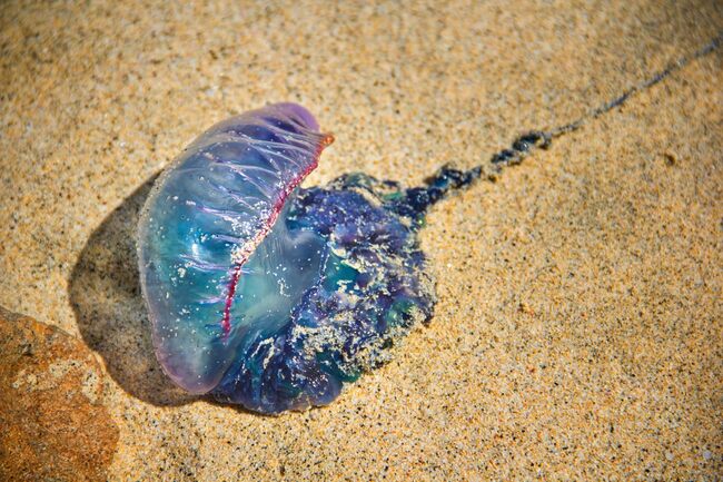 【海の最凶生物】死んだ後も人を刺す……。海岸で「青いビニール袋」を拾ってはいけない理由