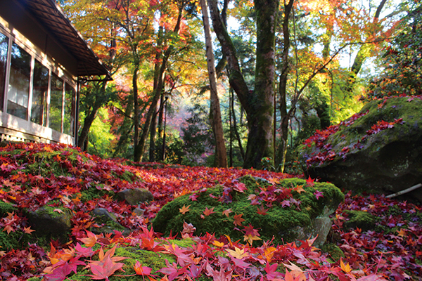 紅葉も絶景な春日山原始林があり春日大
社まで徒歩数分