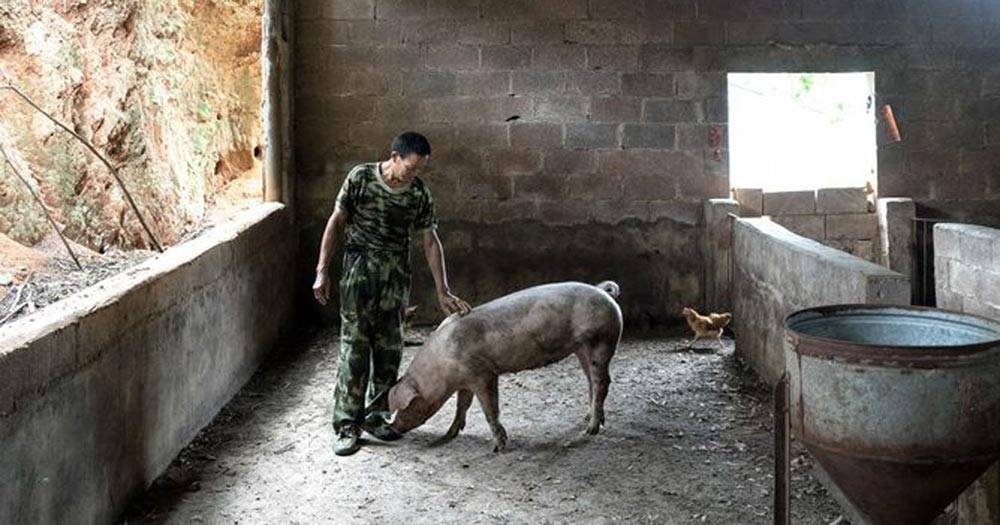 中国指導部悩ませる豚肉急騰、祝賀式典控え対策に苦慮