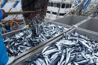 中国のサンマ 爆漁 は日本にとって脅威か杞憂か China Report 中国は今 ダイヤモンド オンライン