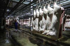 中国の豚肉価格、天井から急降下