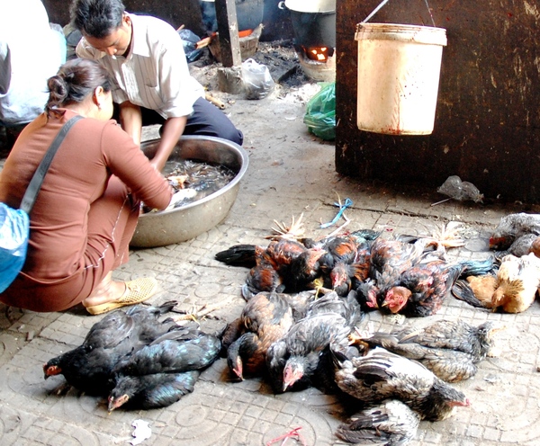 ウイルスを忘れるな！　鳥インフルエンザの死者8人カンボジア、世界でも最悪に