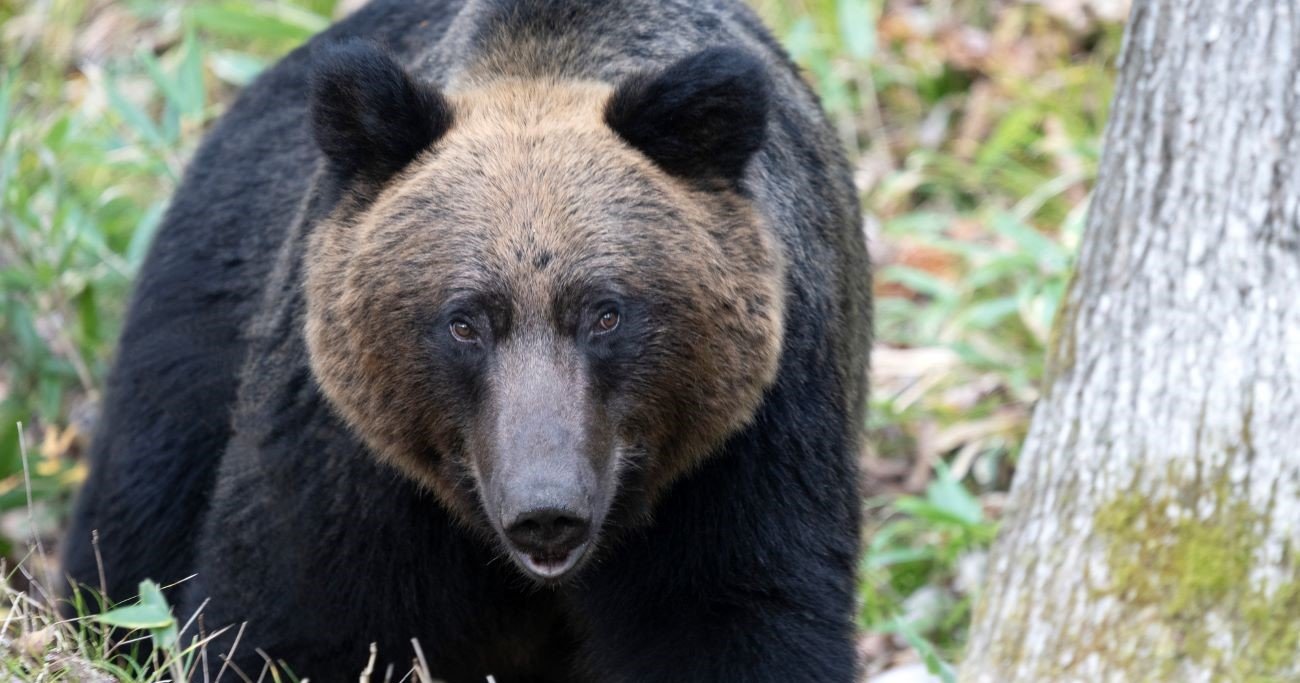 そりゃキレるわ…北海道猟友会が異例の「ヒグマ駆除要請拒否」検討、行政の迷走するクマ対策に喝！