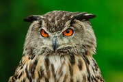 虫の目で見る、鳥の目で見たＪＲ東日本とトヨタのイノベーション