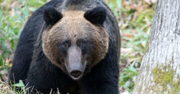 そりゃキレるわ…北海道猟友会が異例の「ヒグマ駆除要請拒否」検討、行政の迷走するクマ対策に喝!
