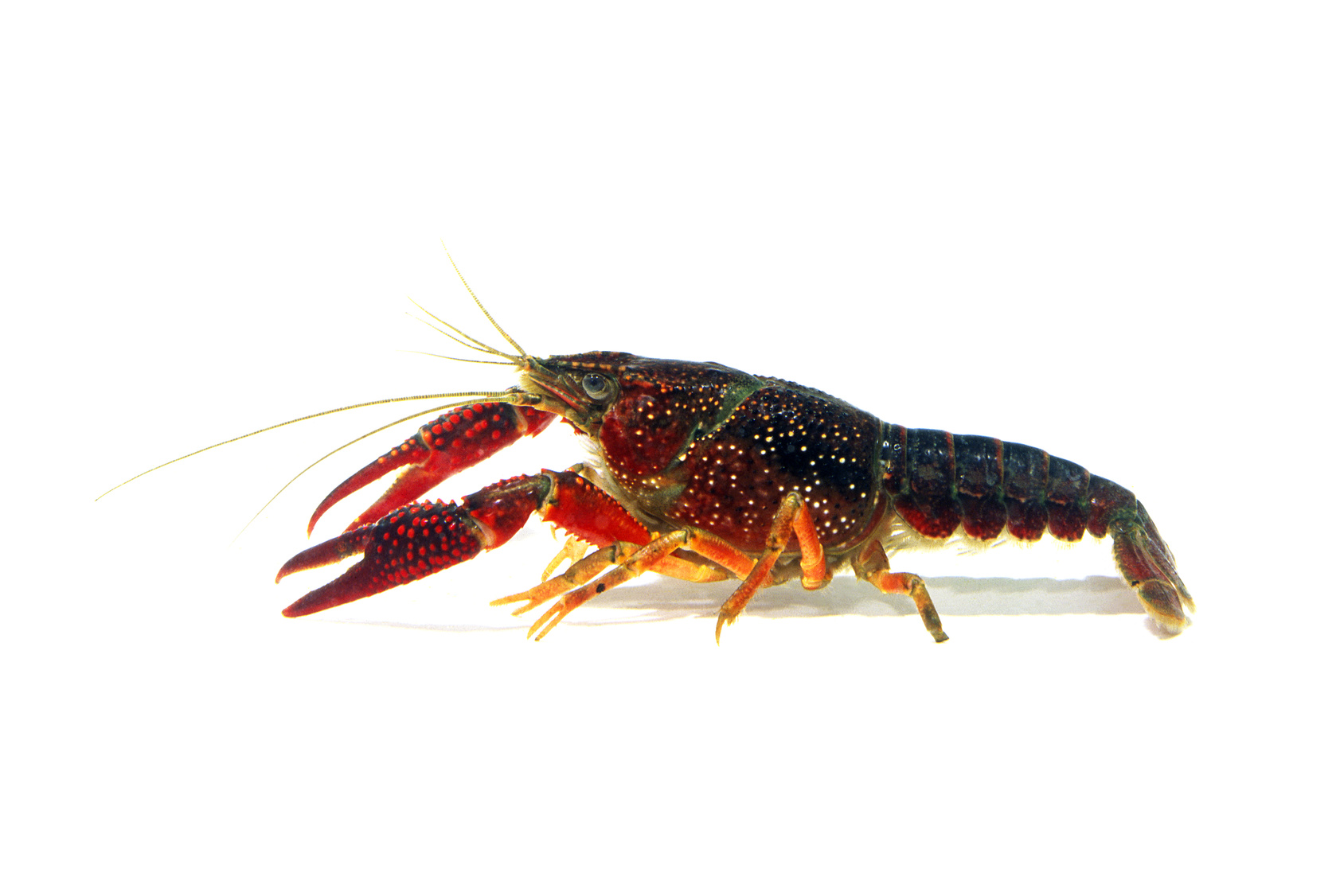 奇跡的に生きのびた「陸のザリガニ」とは?