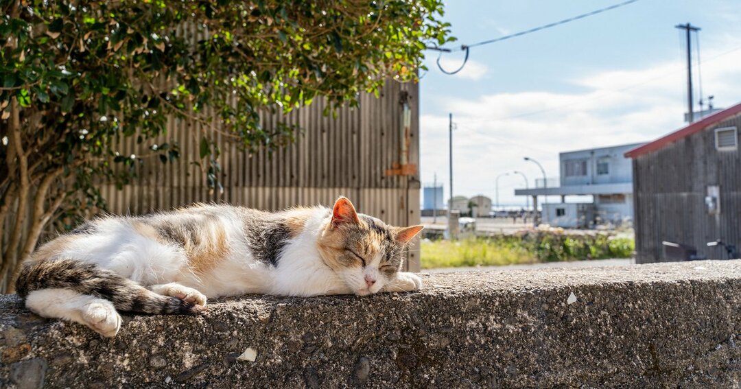 夏目漱石 吾輩は猫である の奥深さ コロナ禍を猫目線で見つめて気づくこと ビジネスを強くする教養 ダイヤモンド オンライン