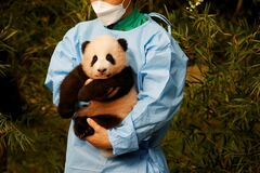 中国のパンダ外交にヒビ、韓国で反発