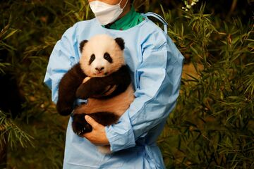 中国のパンダ外交にヒビ、韓国で反発
