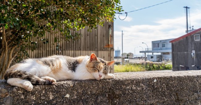 夏目漱石『吾輩は猫である』の奥深さ、コロナ禍を猫目線で見つめて気づくこと