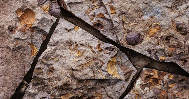 写真：化石のイメージ写真
