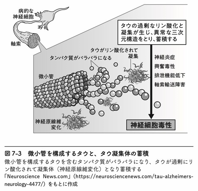 図7-3 微小管を構成するタウと、タウ凝集体の蓄積