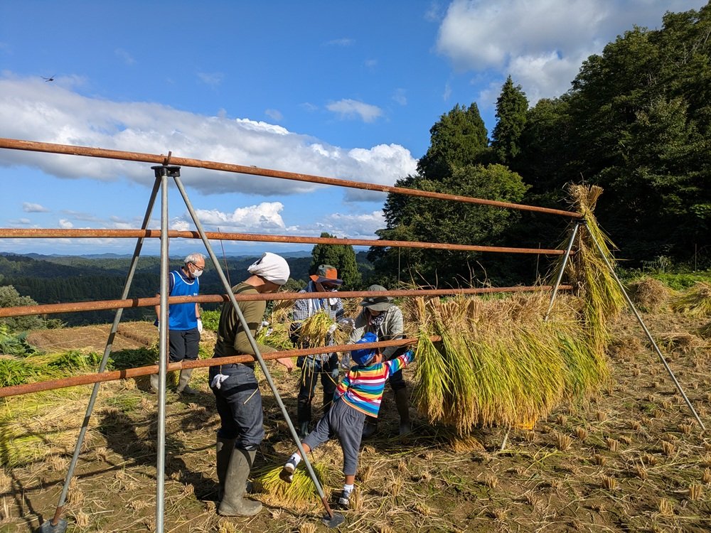 稲架掛けの様子。子どもも一緒になって作業を行う。結び方が雑な稲はここでバラバラになってしまい、参加者から悲鳴があがる。