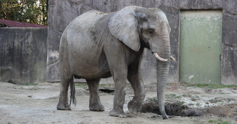 「けもフレ」の聖地・東武動物公園で目撃した、動物たちのせつない真実