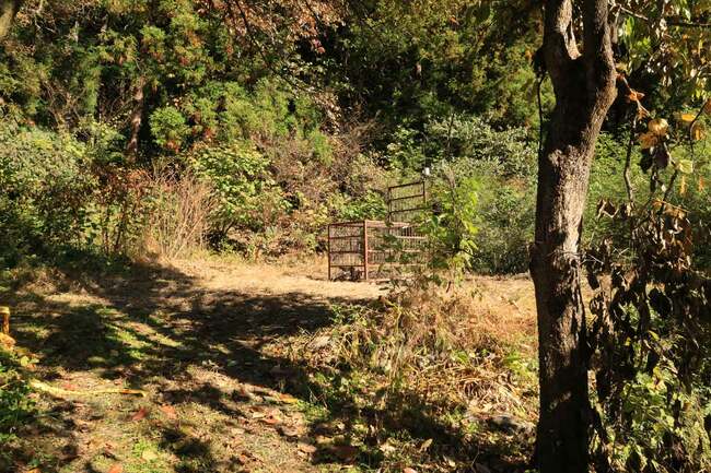 「人を襲ったクマ」を解剖してわかった、胃に「大量に詰まっていたもの」人家に侵入した理由にゾッとする