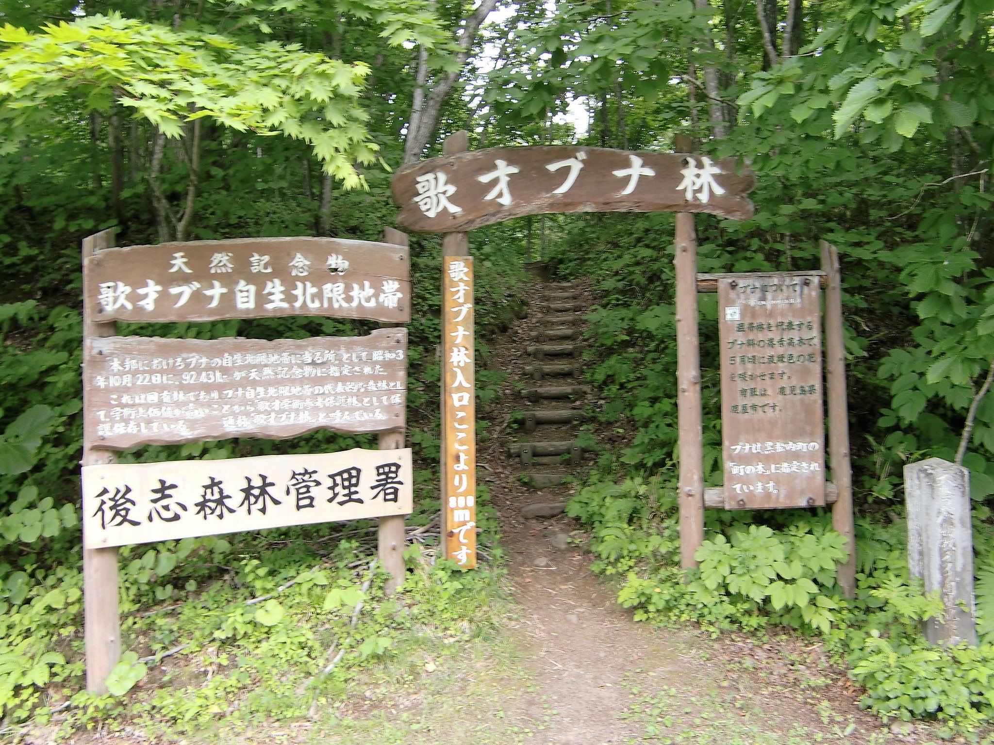黒松内町にある歌才ブナ林。1928（昭和3）年に国の天然記念物に指定