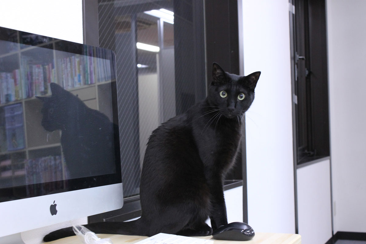 働き方改革の切り札は猫!殺伐職場を変える「ねこ社員」の実力
