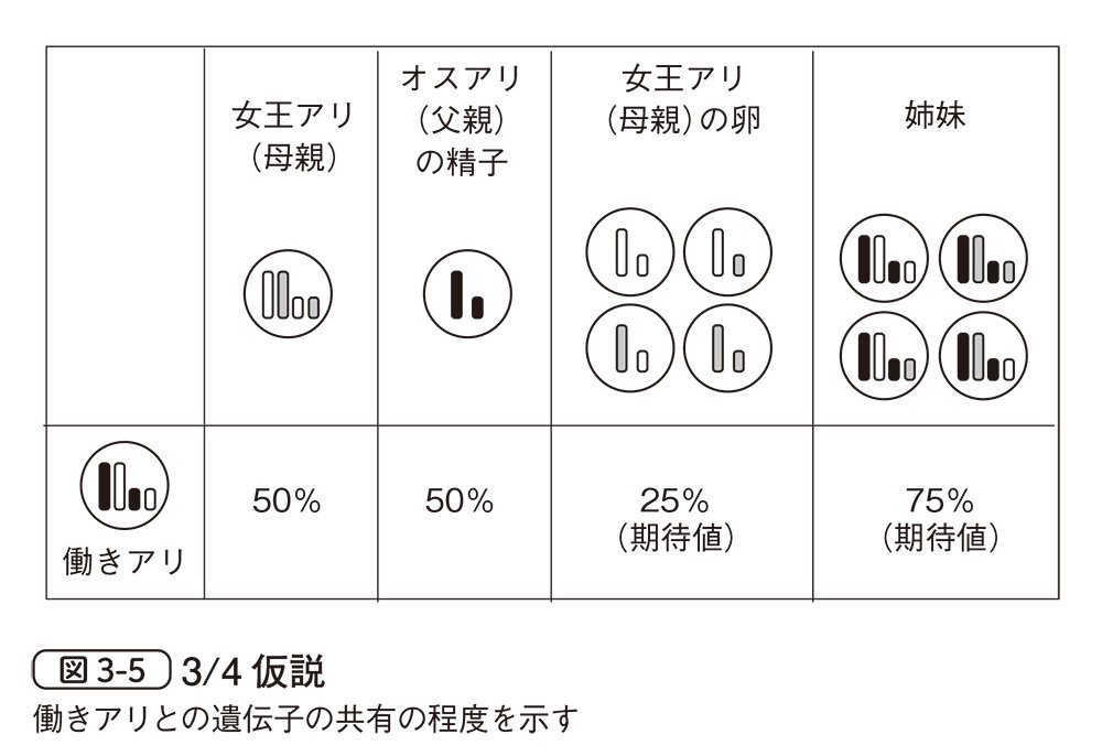 図3-5　3／4仮説