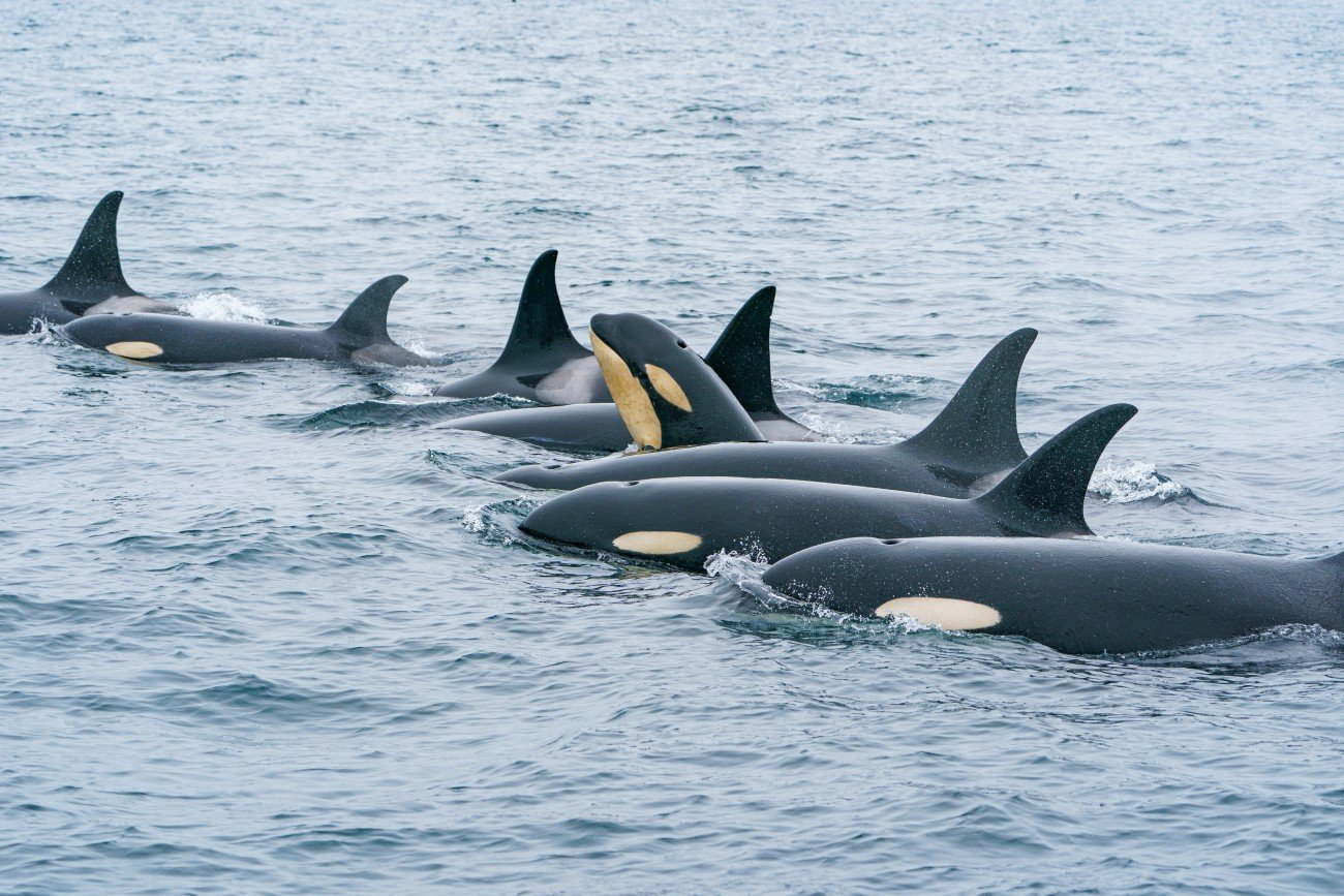 種を残すための渡り鳥の叡智、ライオン、オオカミ、ハイエナのリーダー争い、クジラやイルカとシャチの闘いは実況中継のようで手に汗握る…生物好きの小学校高学年から読める730ページ超の「レンガ本」とは