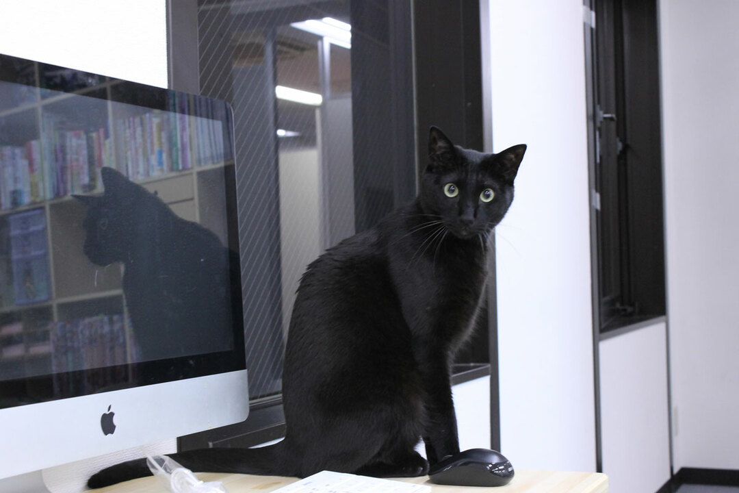 働き方改革の切り札は猫!殺伐職場を変える「ねこ社員」の実力