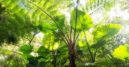 海だけじゃない…「森」と「食」で進化する沖縄、富裕層を惹きつける驚きの新潮流