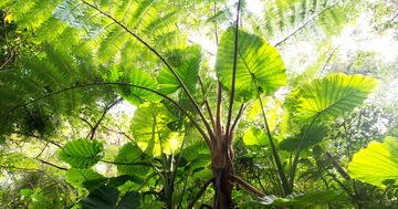 海だけじゃない…「森」と「食」で進化する沖縄、富裕層を惹きつける驚きの新潮流