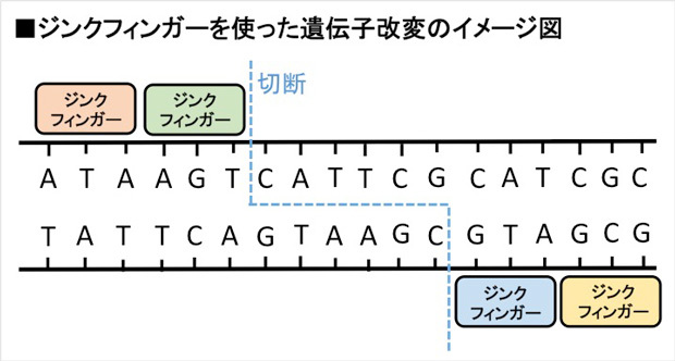 ダイヤモンド オンライン