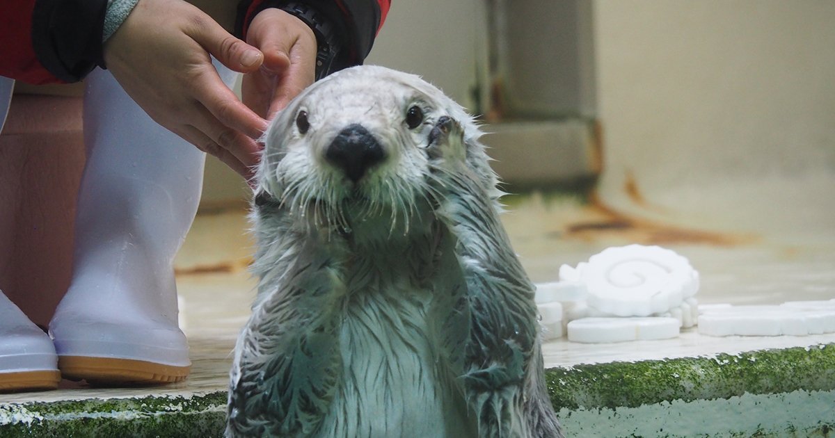 ラッコが水族館からいなくなる…?