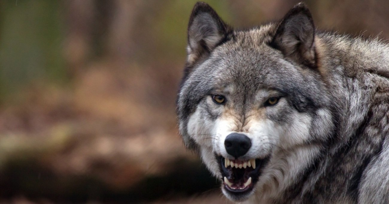飢えたオオカミの群れと遭遇し、7頭を射殺、4頭を撲殺した男の凄惨な最期とは