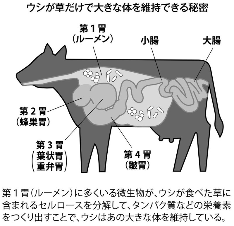 図表：ウシが草だけで大きな体を維持できる秘密