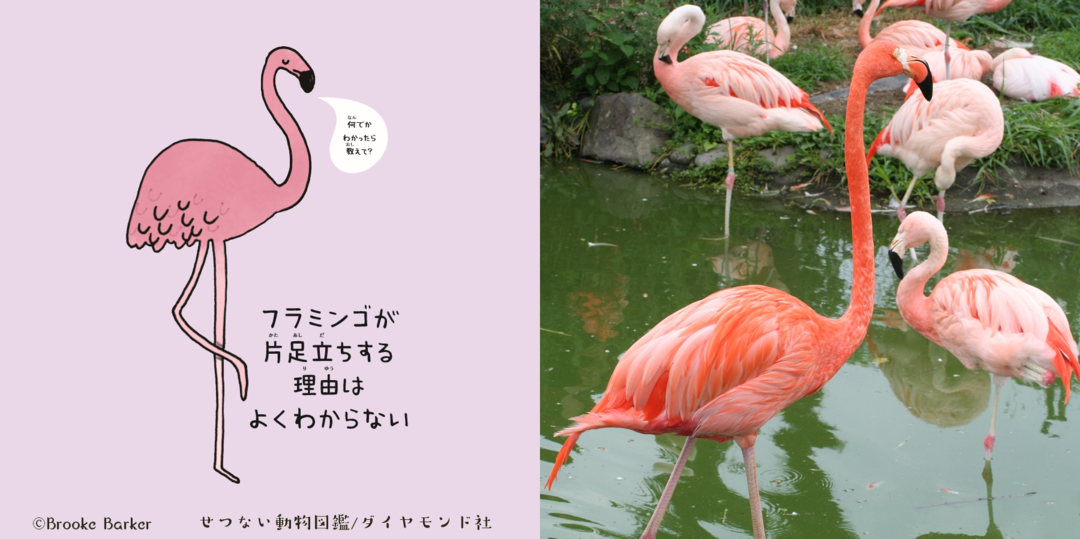 東武動物公園で生まれた ジャスティン ビーバー ってナニ者 気になるあの本を読んでみた ベストセラー目のつけどころ ダイヤモンド オンライン