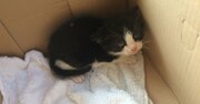 猫を飼うなら「保護猫」をぜひともオススメしたい理由
