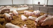 「中国の豚が4億頭を超えた」→その理由がとんでもなかった