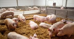 「中国の豚が4億頭を超えた」→その理由がとんでもなかった