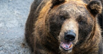 愛馬をヒグマに喰われた青年が「たった1人」でクマを撃ち殺すことを決意した日
