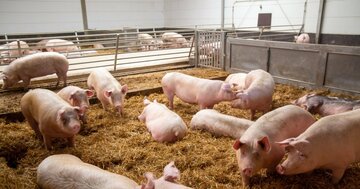 「中国の豚が4億頭を超えた」→その理由がとんでもなかった