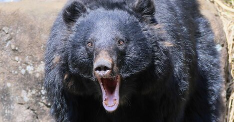 クマが大量出没する「場所」と「時間帯」の共通点とは