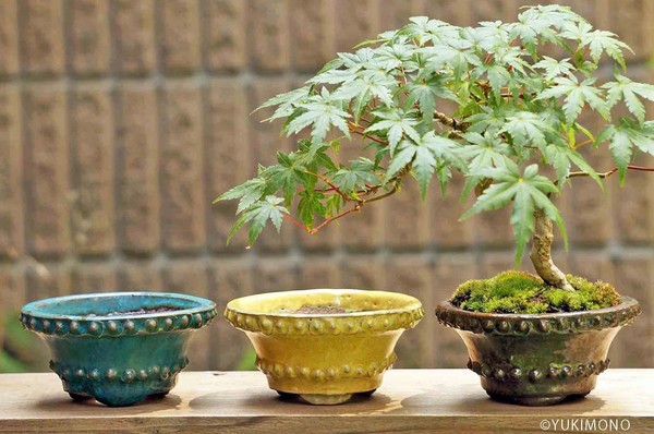 海外の「盆栽ブーム」で盆栽鉢まで大人気に！<br />日本人が忘れかけた「TOKONAME」の魅力