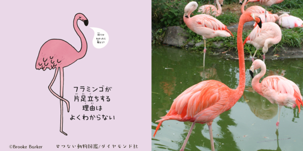 東武動物公園で生まれた「ジャスティン・ビーバー」ってナニ者？