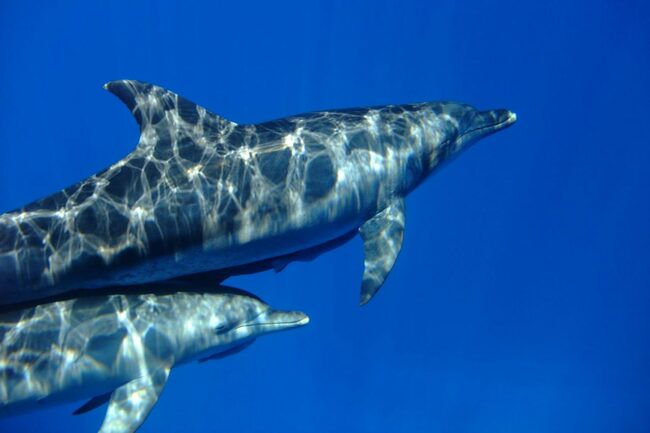一緒に泳いでくれるのは好奇心旺盛なミナミハンドウイルカ